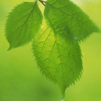 经典牛牛手机app下载