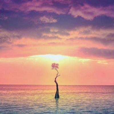 火狐官方网站手机app下载